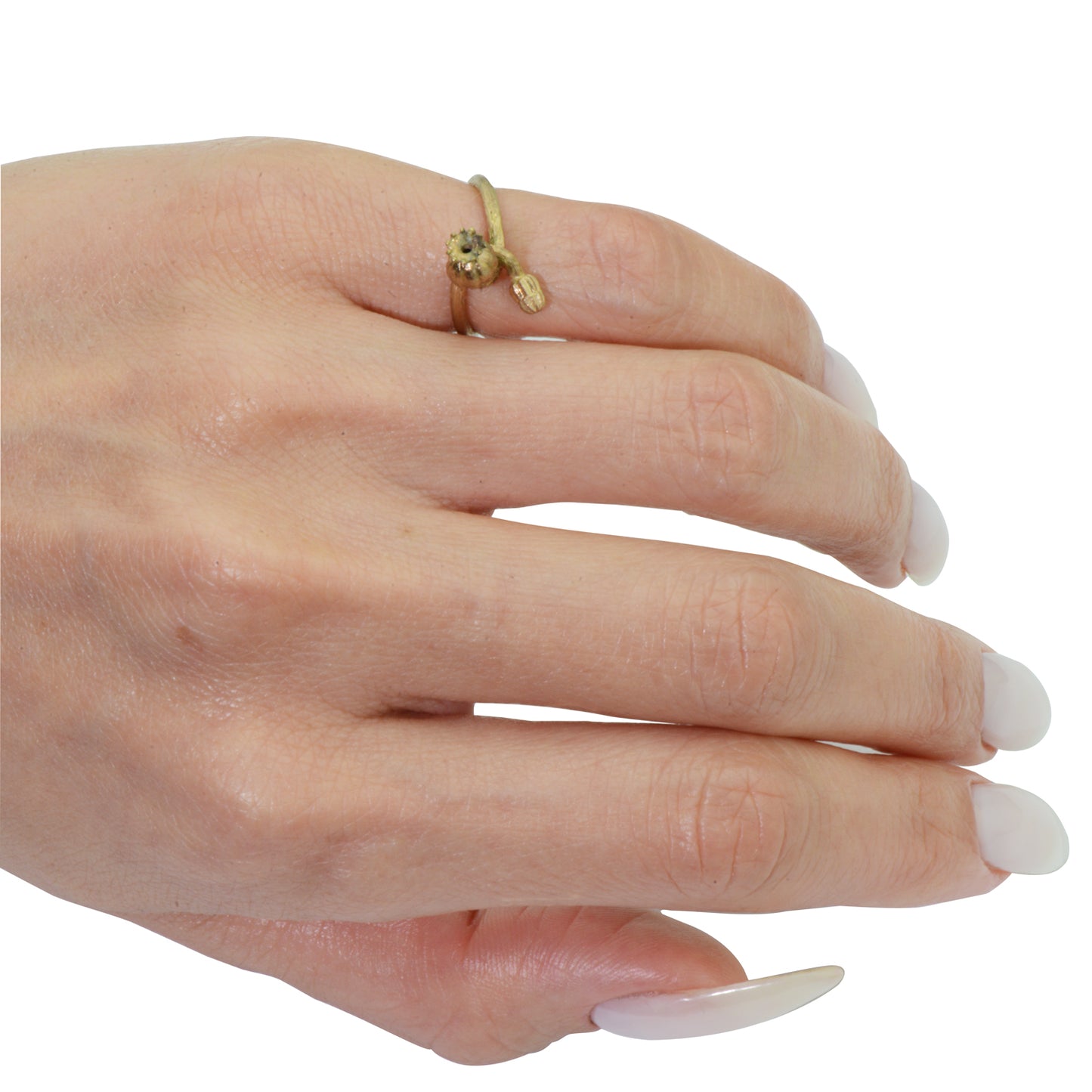 Papaver Somniferum Rattle Breadseed and Bud Ring